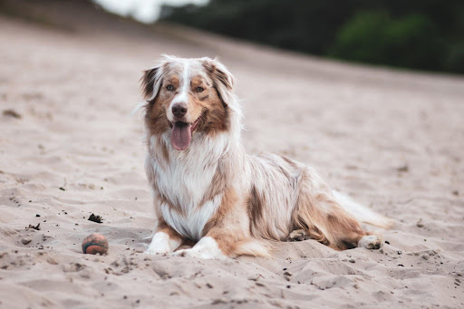 Beginner Dog Guide — The Link Between Breeds, Personality, and Needs