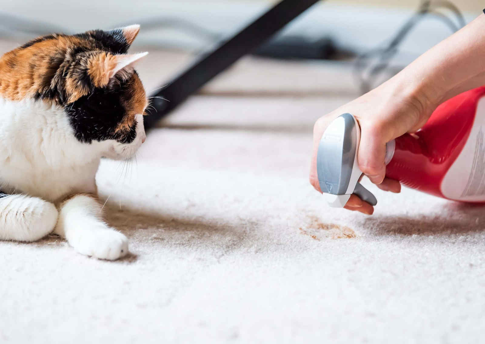 How To Clean Up After Your Pets If You Have Pet Stains On The Carpets