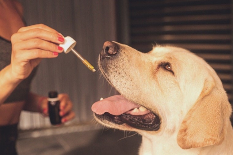 CBD For Dogs: Know All The Benefits For Your Dog