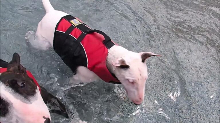 Can Bull Terrier Dogs swim
